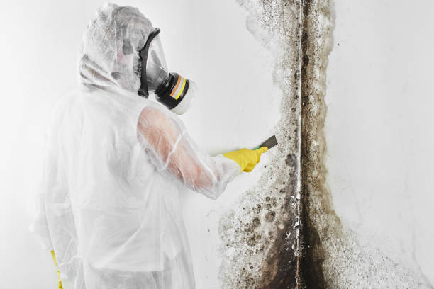 Best Emergency Mold Remediation in Owings Mills, MD