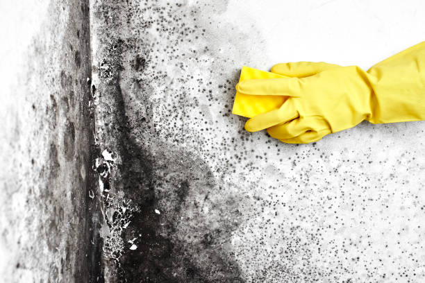 Best Attic Mold Remediation in Owings Mills, MD