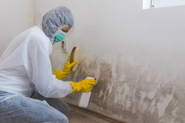 Best Basement Mold Remediation in Owings Mills, MD