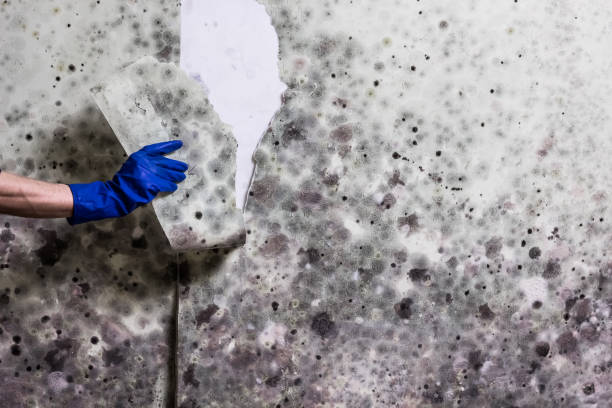 Best Black Mold Remediation in Owings Mills, MD